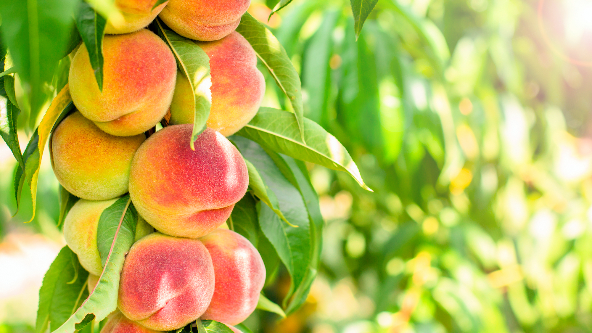 peaches on a tree branch 