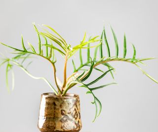 Potted philodendron tortum