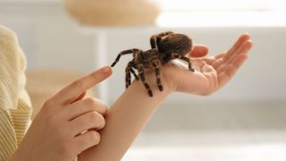 Child holding Tarantula — Best small pets