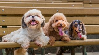 Which dog breed lives the longest? Outdoor shot of a 3 of them sitting on a bench: Shih Tzu, Toy Puddle and Dachshund dogs.