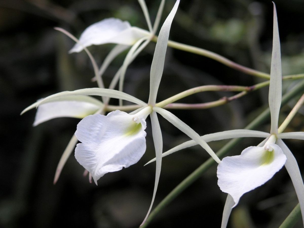 Growing Brassavolas: Brassavola Orchid Types | Gardening Know How