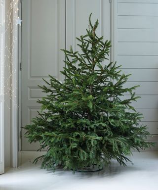 Plain christmas tree