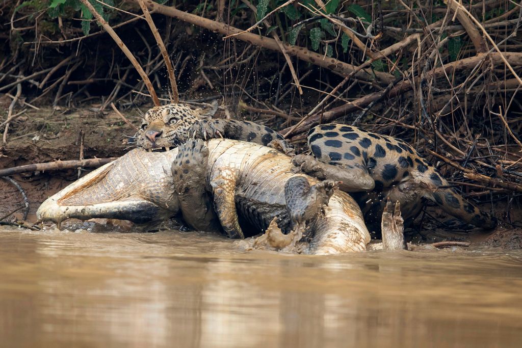 In Photos A Jaguar Takes Down a Caiman in Brazil Live Science