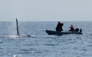 Here, FEROP (Far East Russia Orca Project) scientists try to record the sounds of the killer whales.