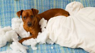 Puppy lying on chewed pillow surrounded by stuffing