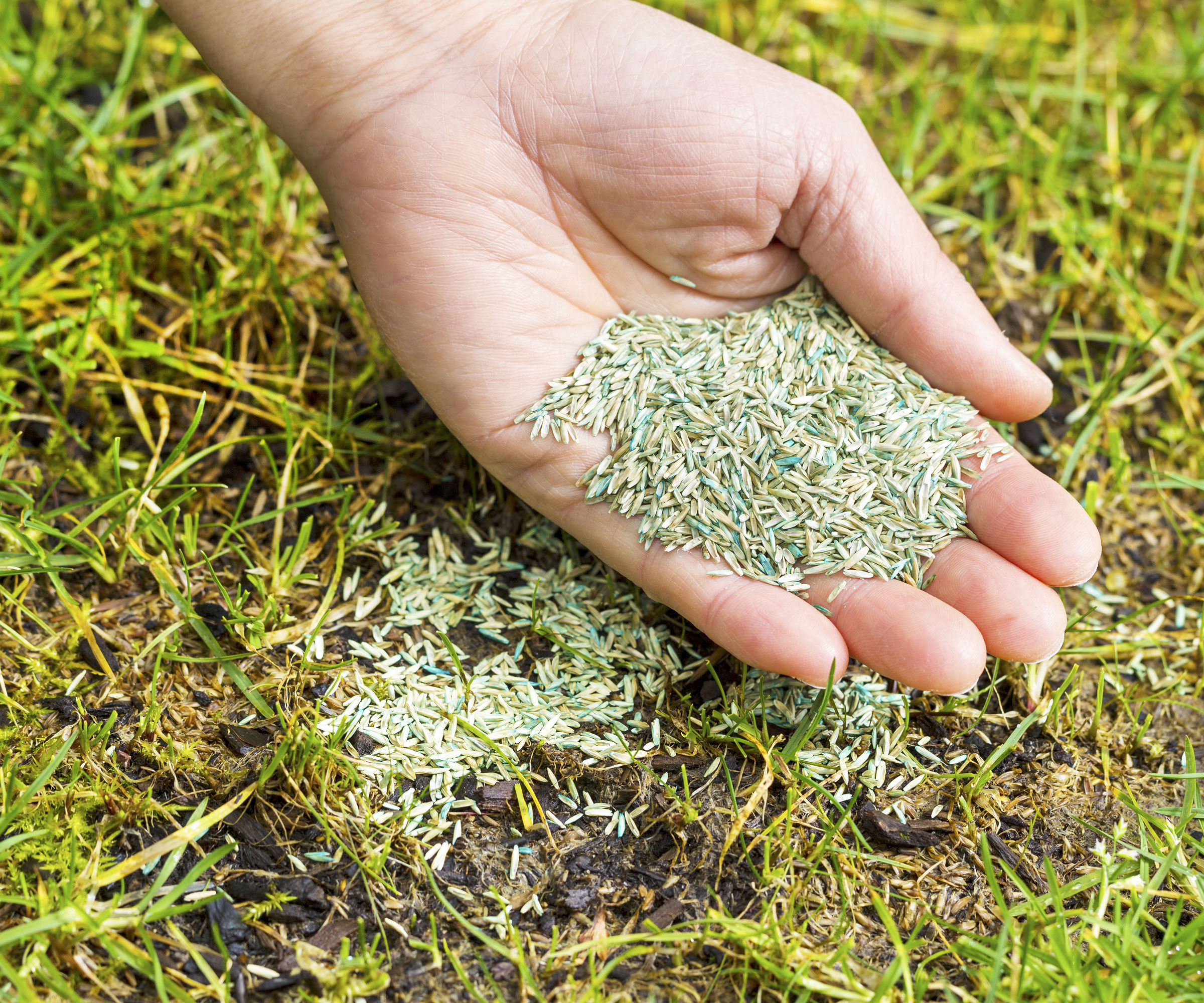 sprinkling grass seed on lawn in autumn