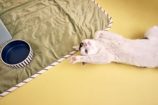 Ikea Utsådd pets collection modelled by a white cat lying on the floor next to a green mat and water bowl