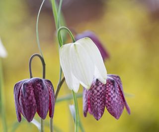 Snake's head fritillaries blooming with white and purple flowers in a garden