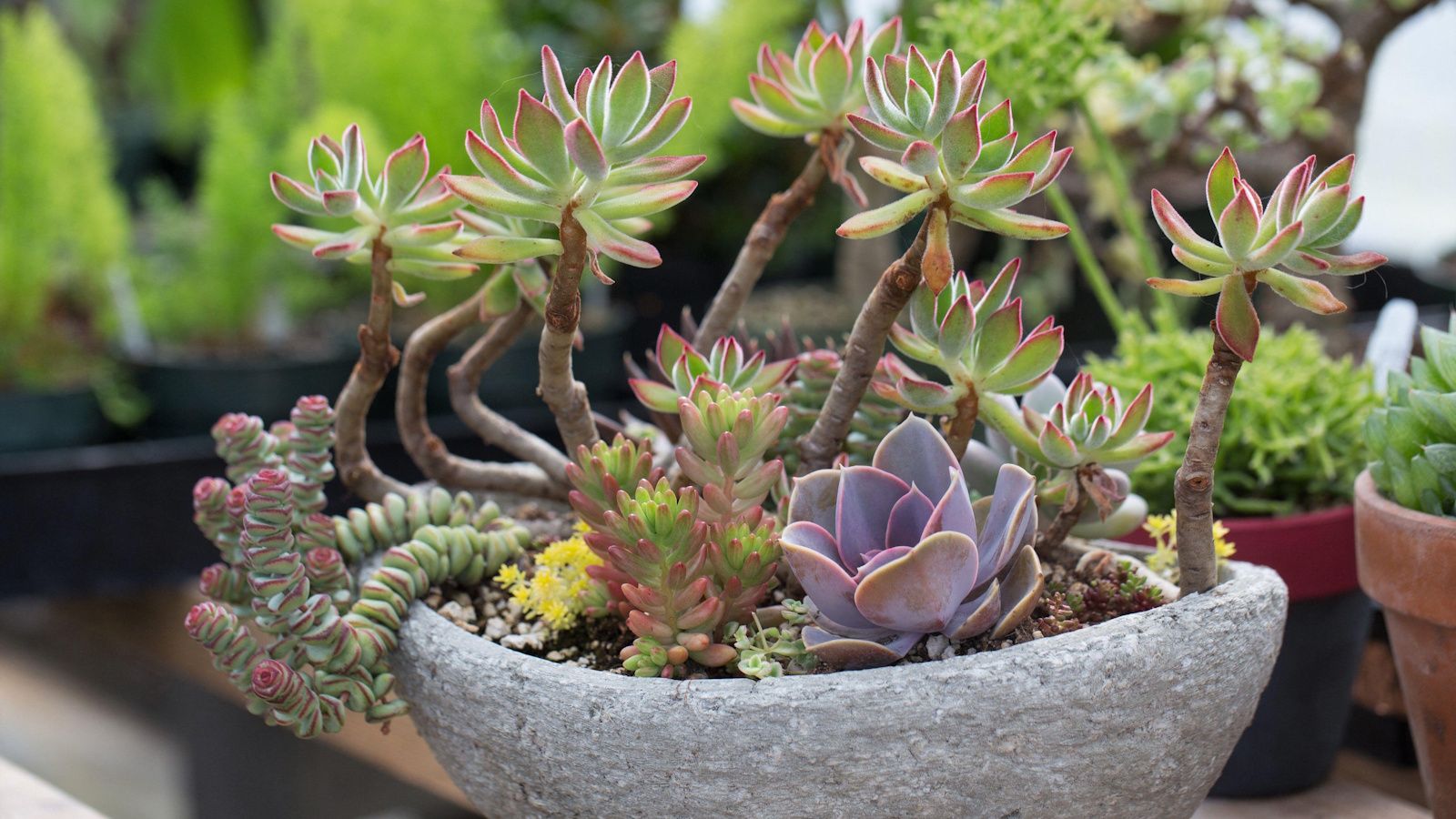 It’s Official: Small Succulents Are Out, Statement Succulents Are In – 5 Oversized, Variegated, and Easy-to-Grow Varieties for 2026