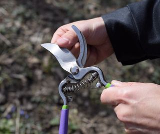 Sharp pruning shears