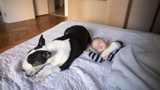 Bull terrier sleeping with baby