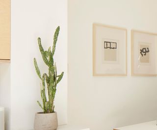 A dining room corner with a cactus plant