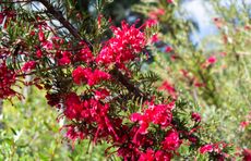 flowering branch of red silky oak tree