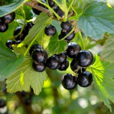 Blackcurrant bush in garden