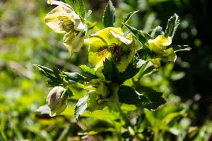 Damaged Hellebore Plant