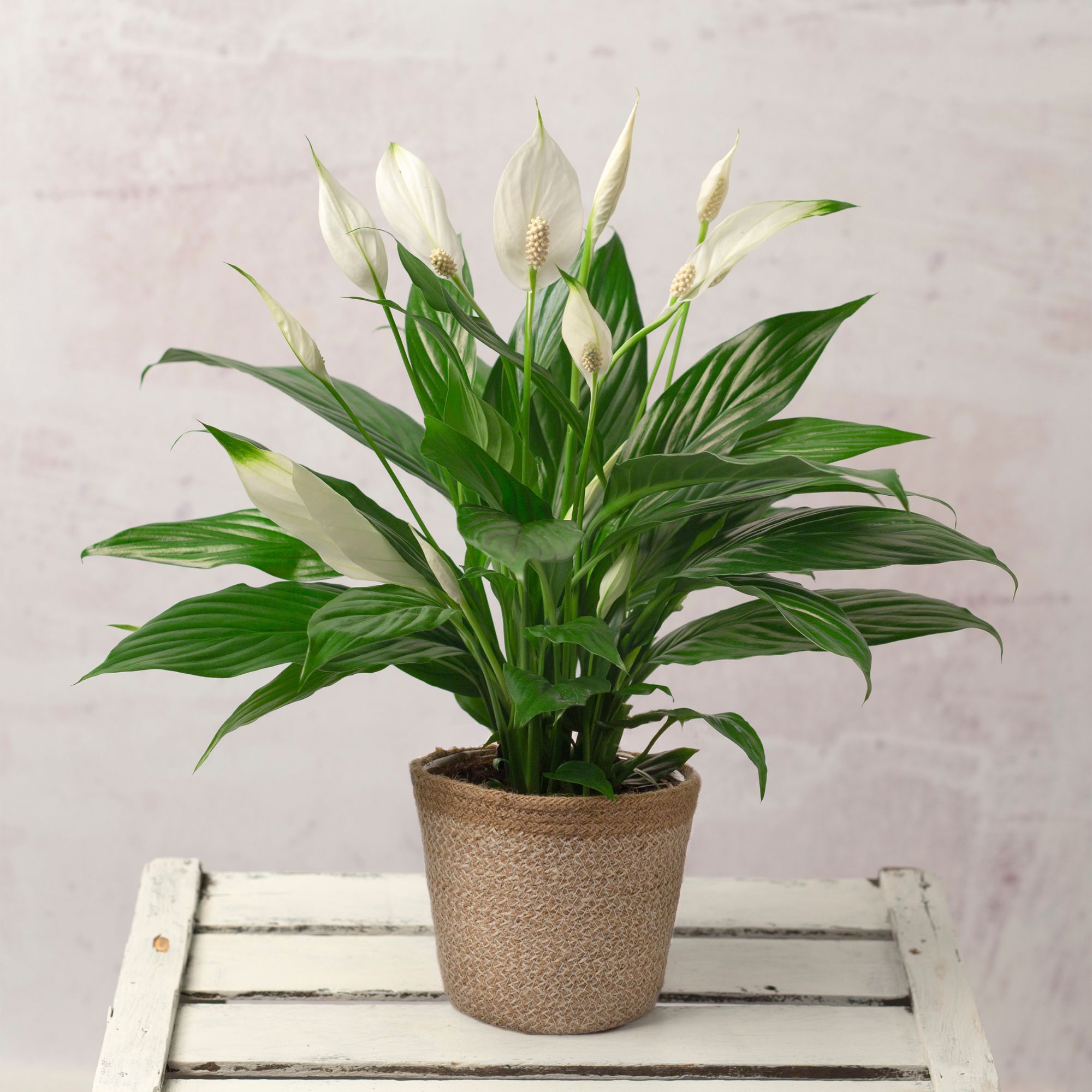 peace lily in a natural pot