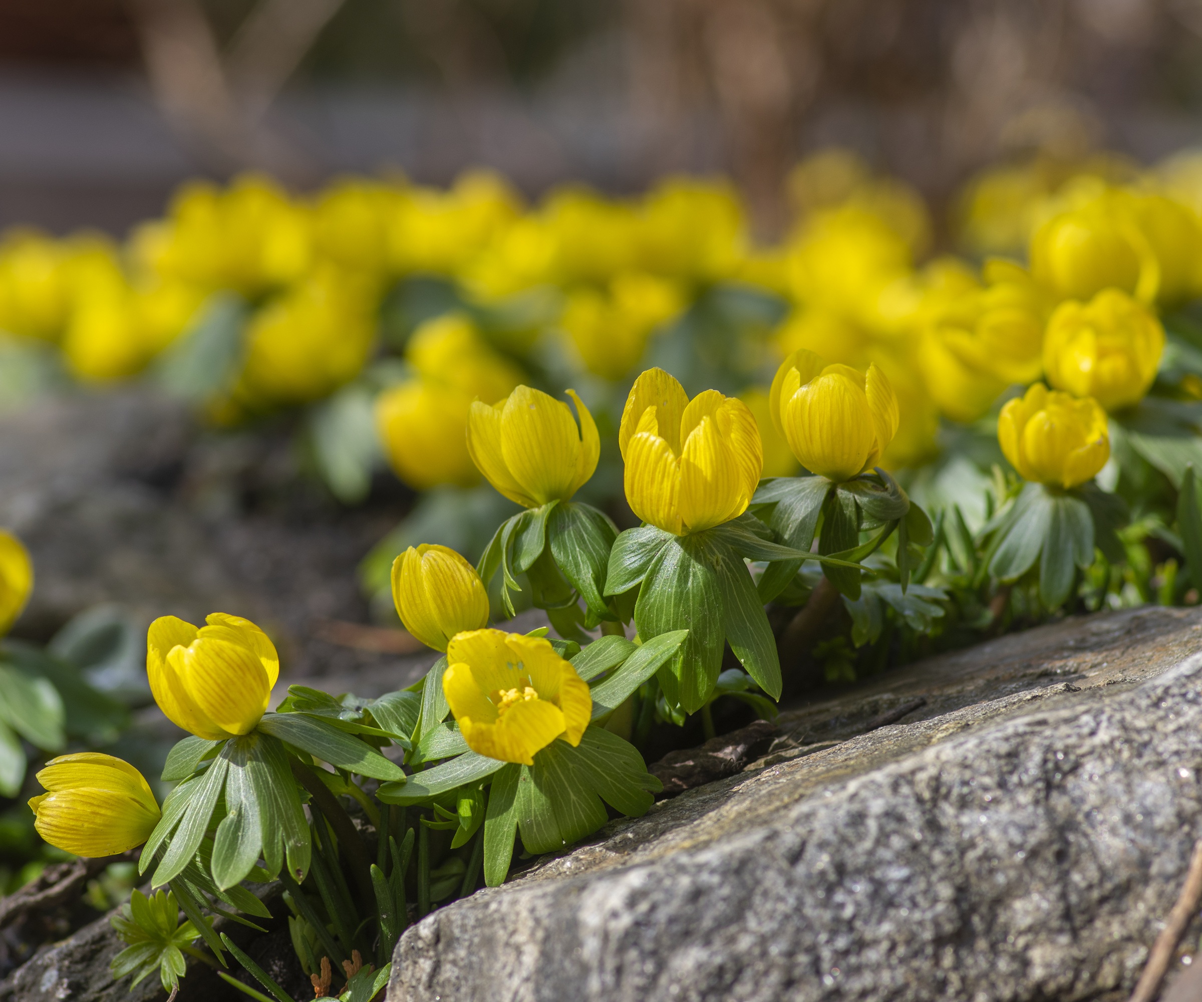 winter aconite,