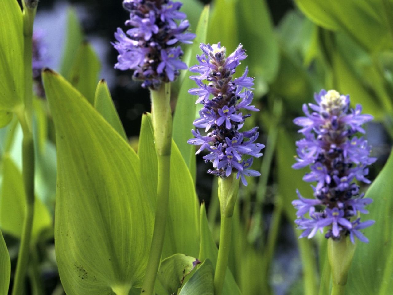 Purple Flowering Pickerelweeds