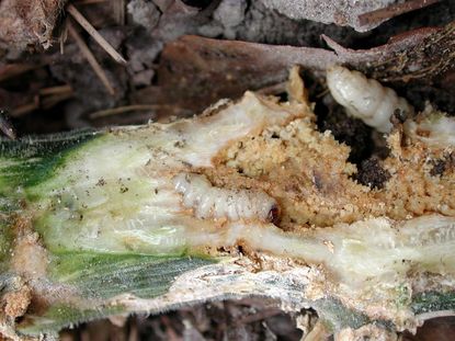 Vine Borer In Rotted Zucchini Plant