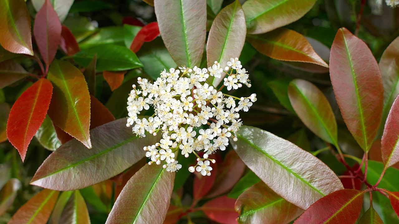 A close up of a blooming photinia red robin hedge