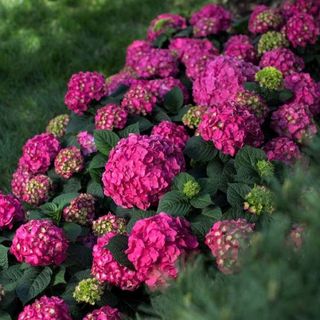 Endless Summer® Summer Crush® Bigleaf Hydrangea