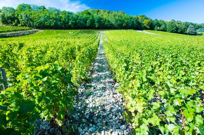 Loire Sauvignon Blanc vines