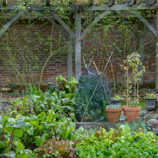 Vegetable plants including beetroot and lettuce growing in garden