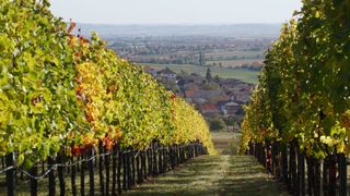 Grüner Veltliner vineyard