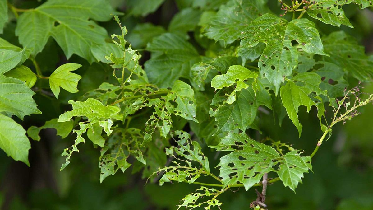 What is eating my viburnum leaves? Viburnum leaf beetle tips | Homes ...