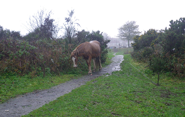 Swansea tethering case pic5