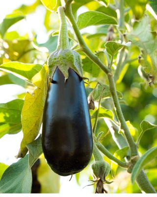 Aubergine or eggplant growing