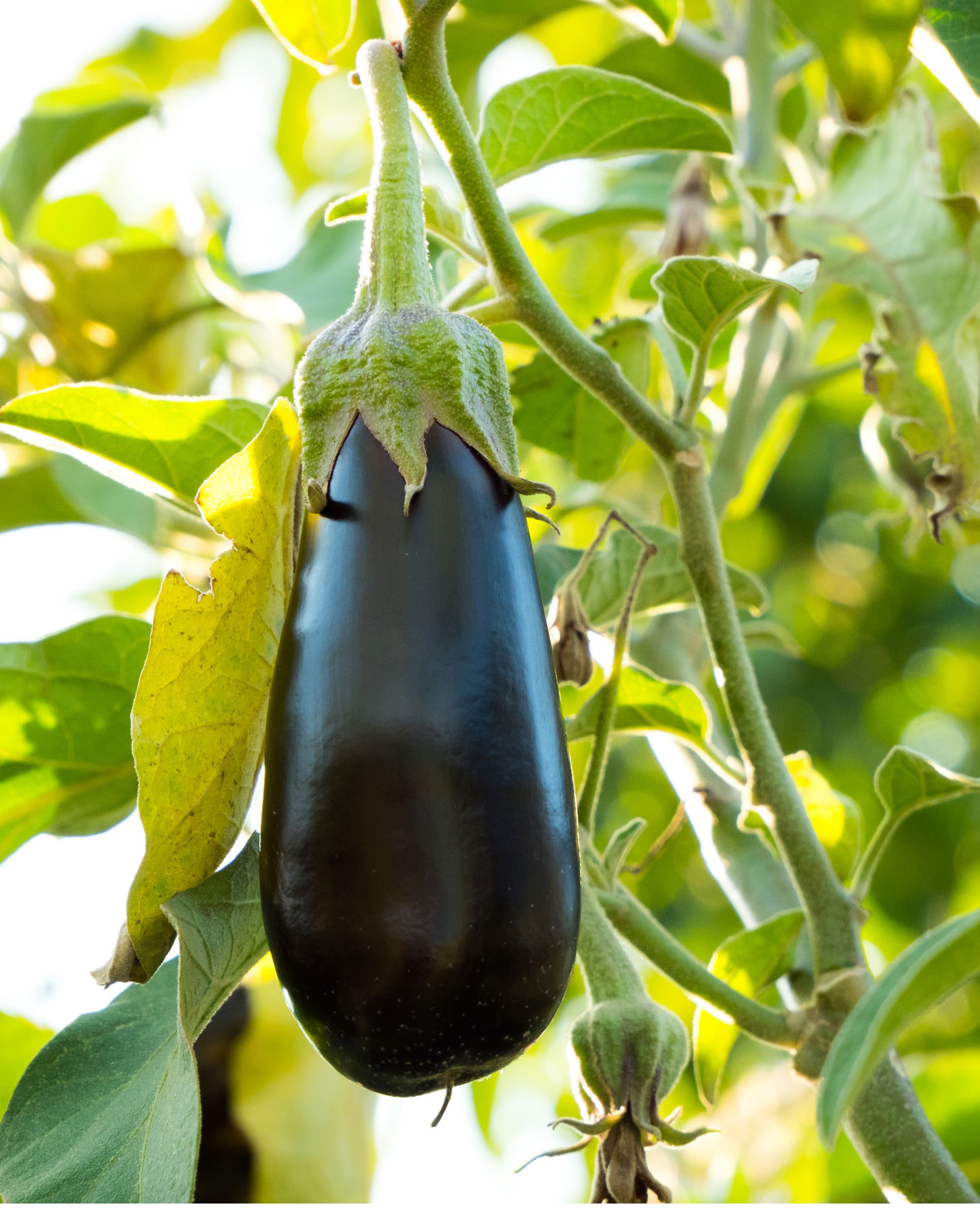 How to grow eggplant when and where to plant the tasty crop Homes & Gardens