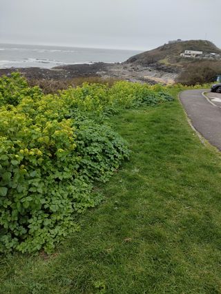 „Oppo Find X3 Lite“ fotoaparato pavyzdys