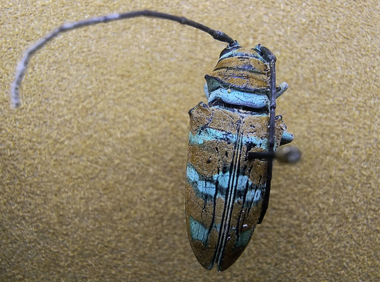Image samples from Motorola Edge (2022) camera
