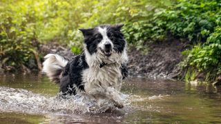 A border collie in a river