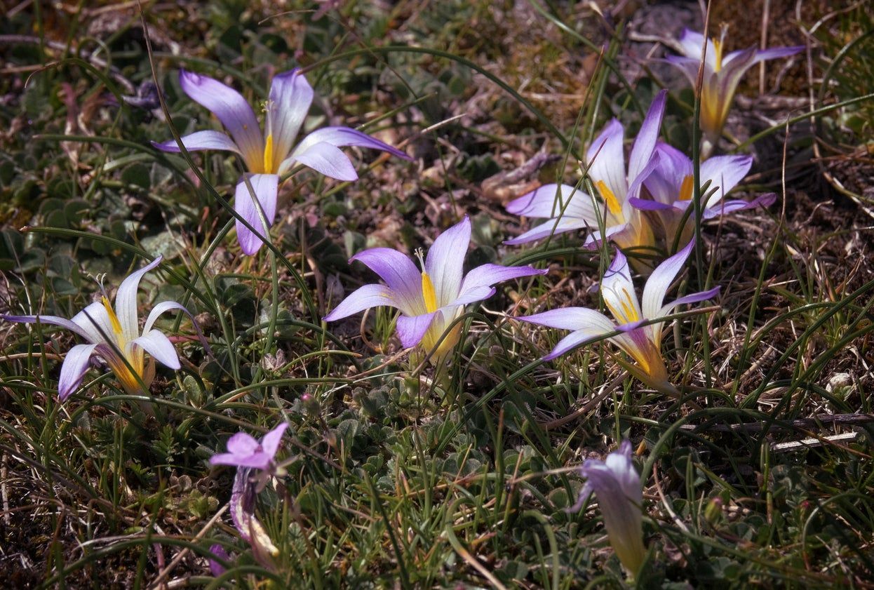 romulea