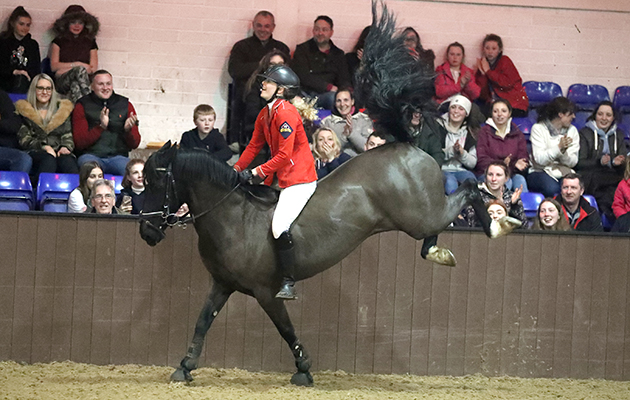 The party atmosphere was getting to some of the equine competitors…