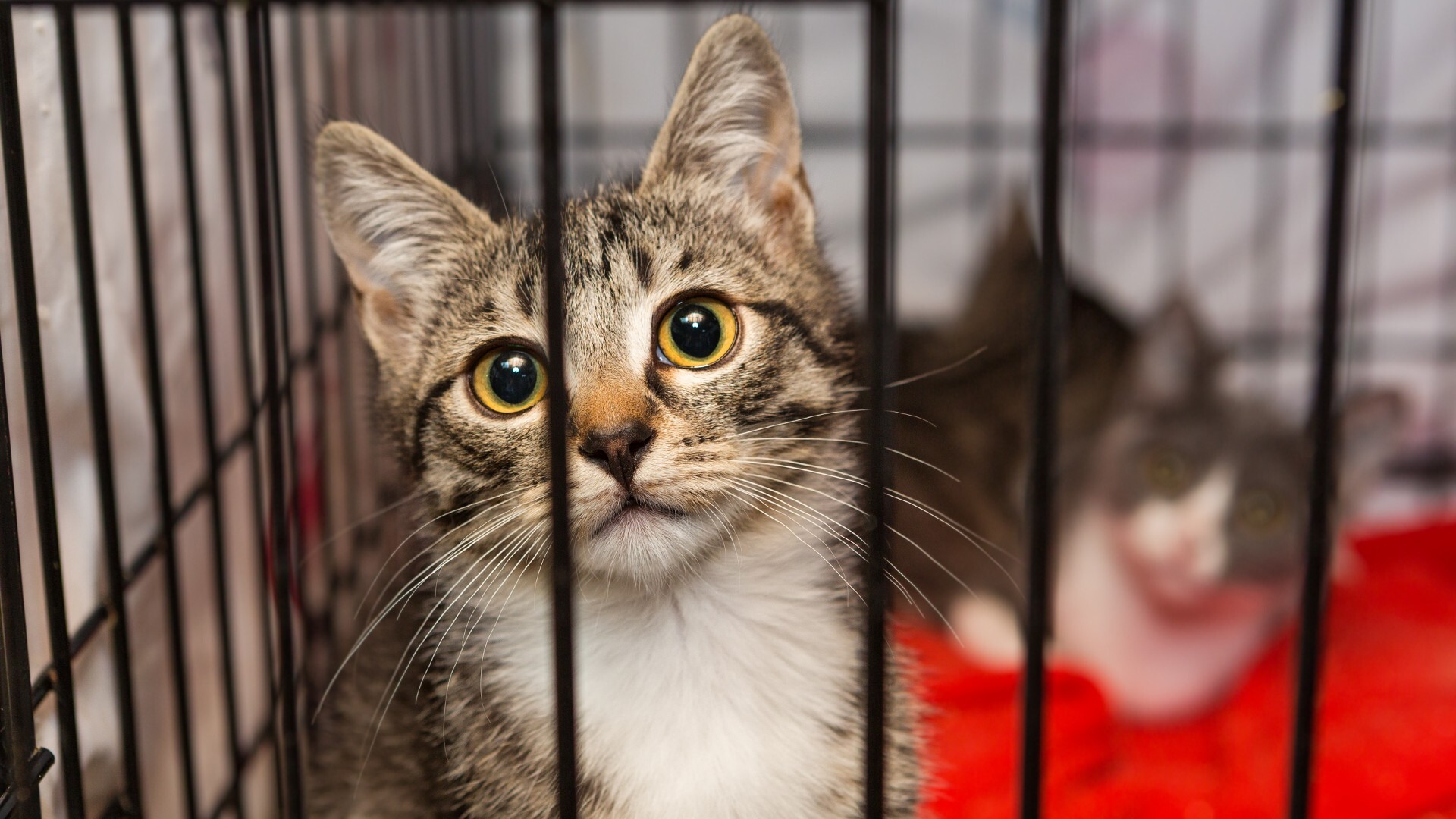 Cat in a crate