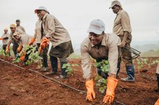 Agr&iuml;a staff planting the first vines in Bel Ombre