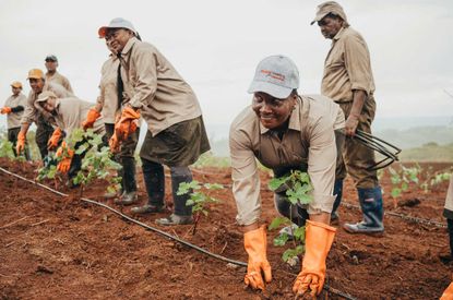 Agr&iuml;a staff planting the first vines in Bel Ombre