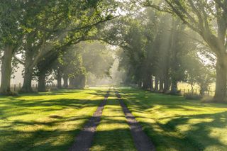 pathway with trees