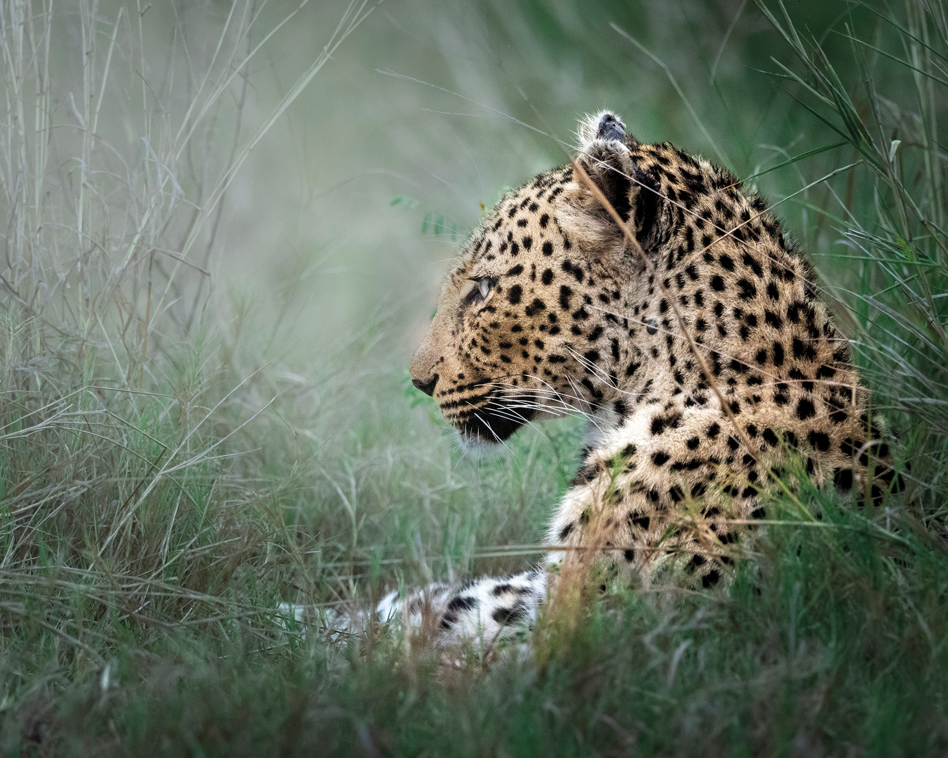 A close-up profile of a resting leopard amidst tall grass, showcasing its distinctive spotted coat and calm expression