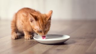 Kitten drinking milk from saucer