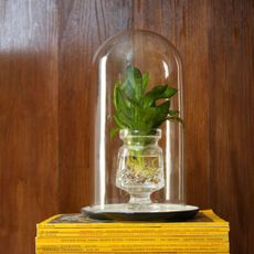 Plant in glass vase underneath glass cloche on stack of magazines