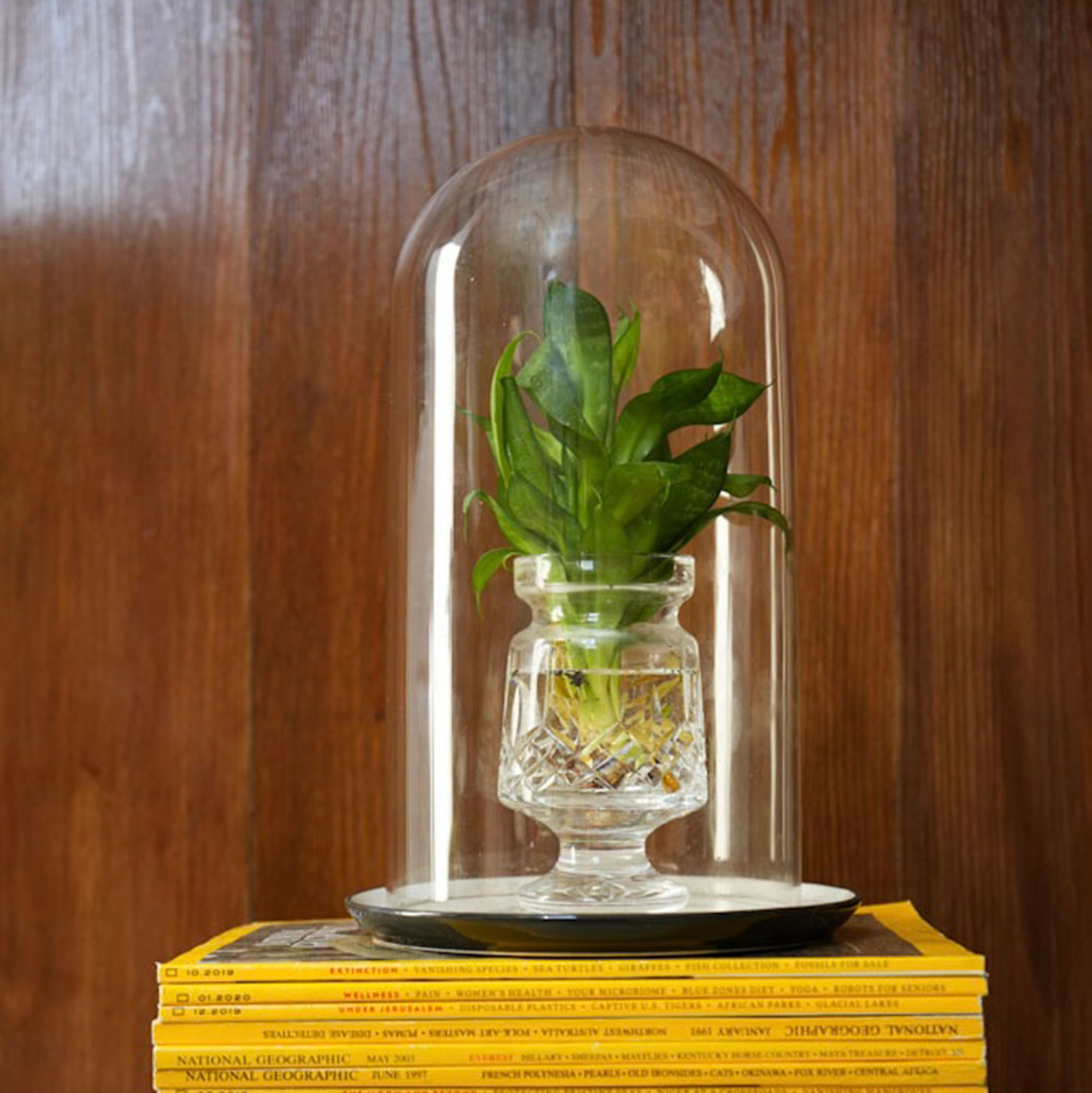 Plant in glass vase underneath glass cloche on stack of magazines