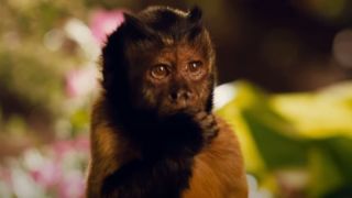 Donald the monkey in Zookeeper