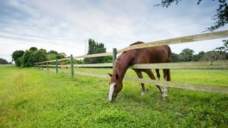 horse leaning through fence to graze in neighbouring paddock