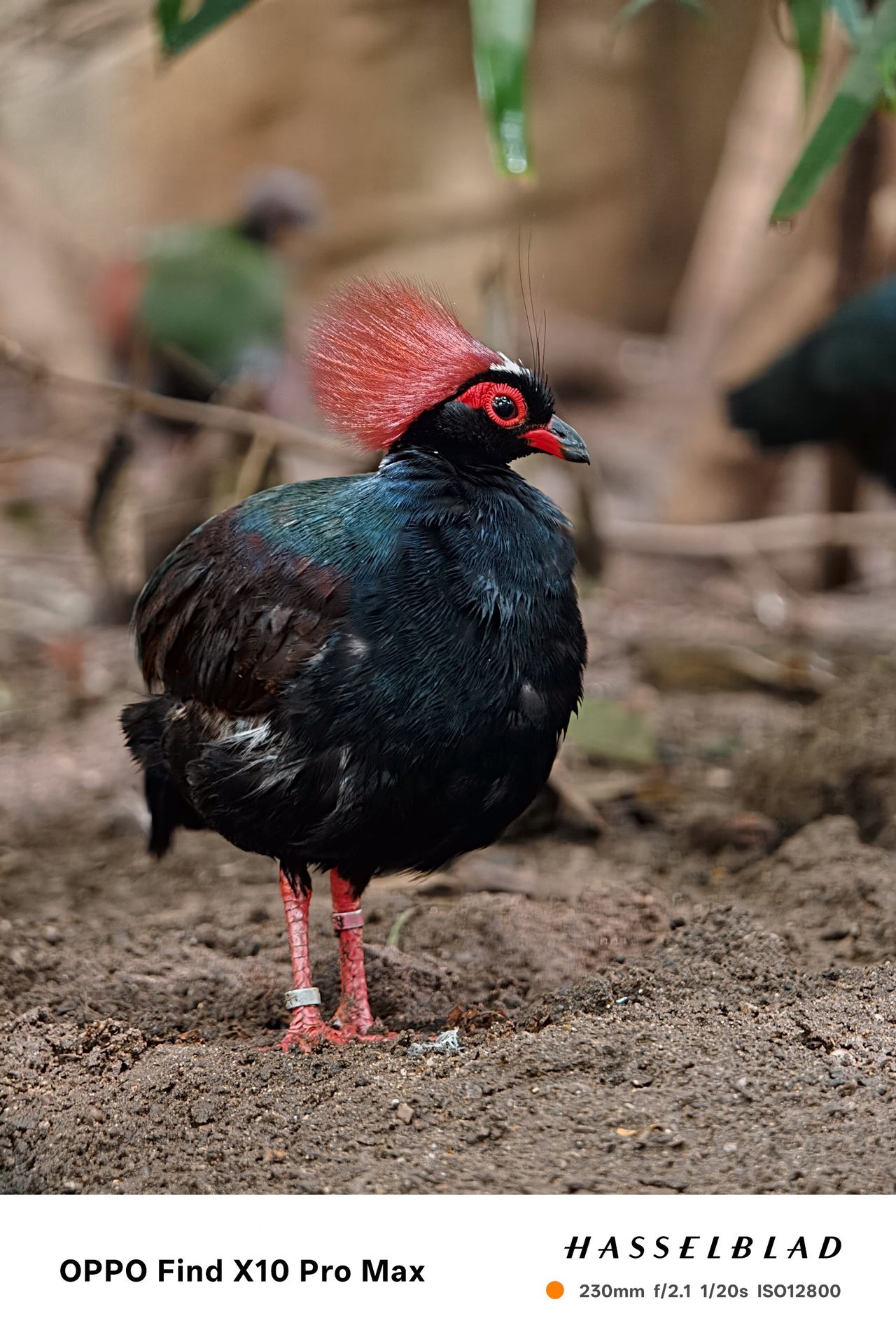 Black bird with a large red crest standing on the ground.