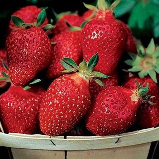 Fort Laramie Everbearing strawberry Plant