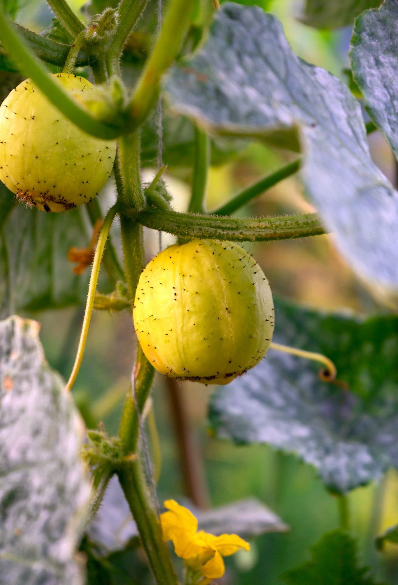 The fruits of &#039;Crystal Lemon&#039; are as beautiful as they are delicious